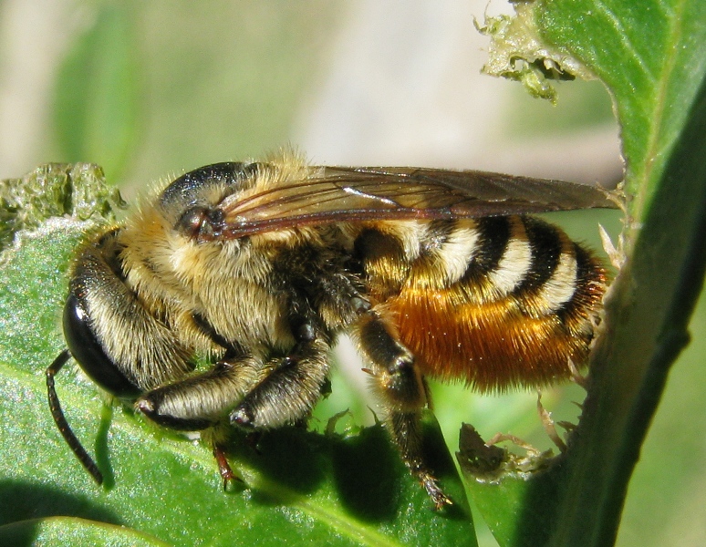 Roditore accanito:... Megachile sp. (Apidae Megachilinae)